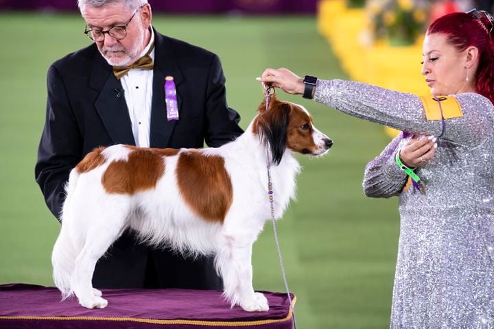 A Nederlandse Kooikerhondje competes in the sporting group final at the Westminster Kennel Club Dog Show, held at the Lyndhurst Mansion in Tarrytown, N.Y., on Sunday, June 13, 2021. (Karsten Moran/The New York Times)