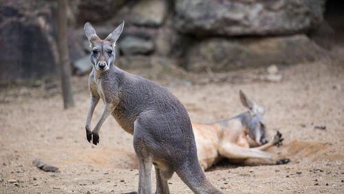 Kangaroos in Australia have been affected by canary grass, veterinarians said.