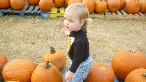 Southern Belle Farms offers pumpkins of all sizes for eating, carving, painting and decorating. CONTRIBUTED PHOTO