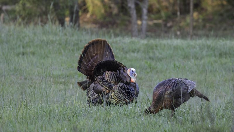 Georgia's wild turkeys safe from Thanksgiving hunters