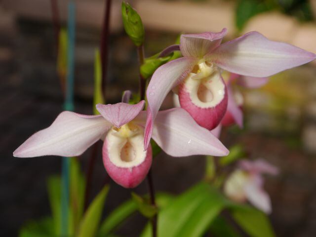 Orchid Daze