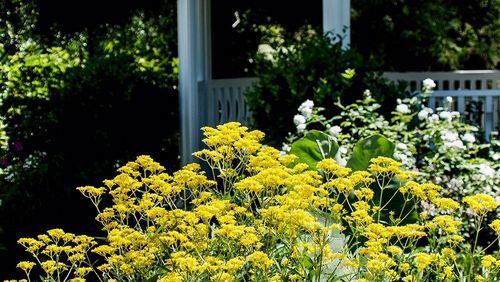 Golden Lace patrinia reaches about 4 feet in height. (Norman Winter/TNS)