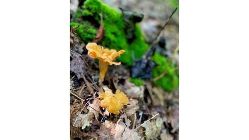 Finding chanterelles in the forest is a stress reliever for AJC contributing writer Angela Hansberger. / 
Angela Hansberger for The Atlanta Journal-Constitution