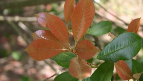 The young bronze/red foliage of red tip photinia can be very attractive. (Walter Reeves)