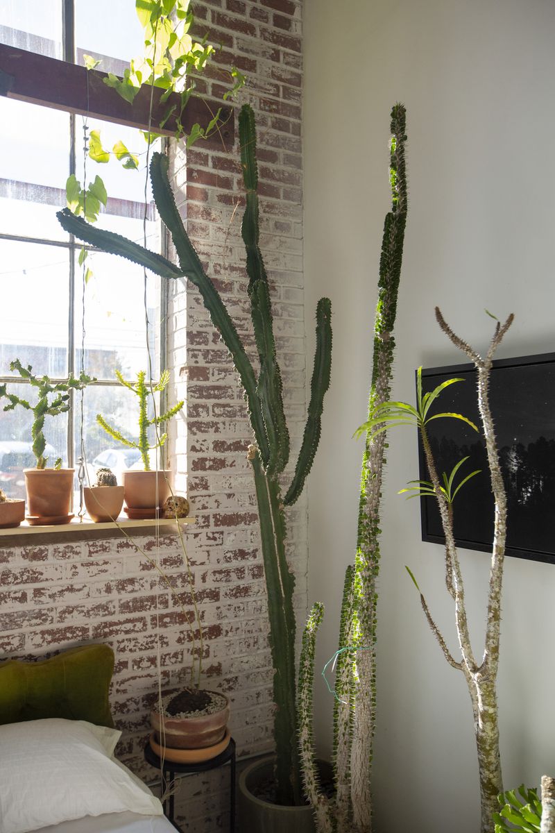 Houseplants and plenty of sunlight bring biophilic features indoors. Courtesy of Cary Smith/The Victorian Atlanta