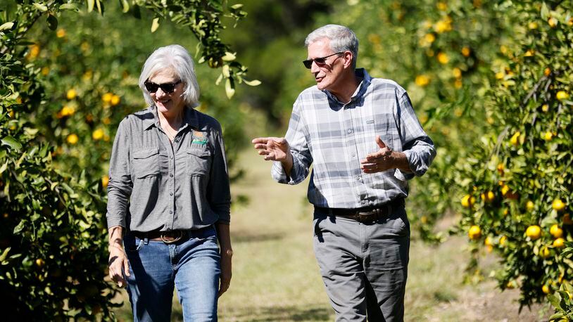 Lindy Savelle, left, president of the Farm Citrus Association, walks between rows of satsuma trees with board member Herb Young on her farm in South Georgia. Miguel Martinez / miguel.martinezjimenez@ajc.com