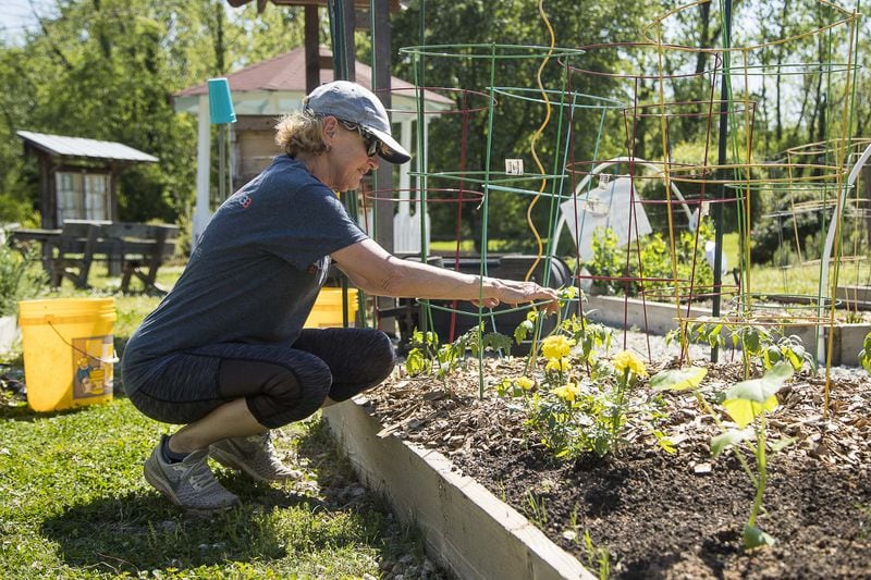 Gardener Andrea Brannen adjusts a cage around her plants as they start to grow in her plot during a visiting the Lilburn community garden in downtown Lilburn, Thursday, April 9, 2020. Brennen has been gardening at the community garden for a year. ALYSSA POINTER / ALYSSA.POINTER@AJC.COM