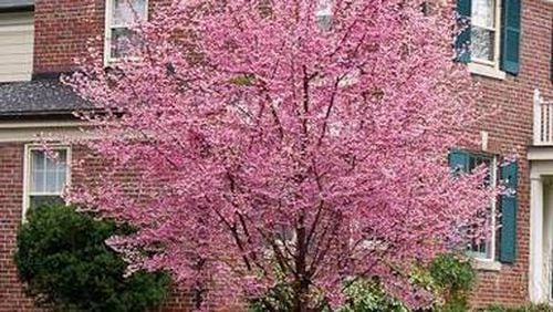 Homeowners can learn the benefits of trees. CONTRIBUTED