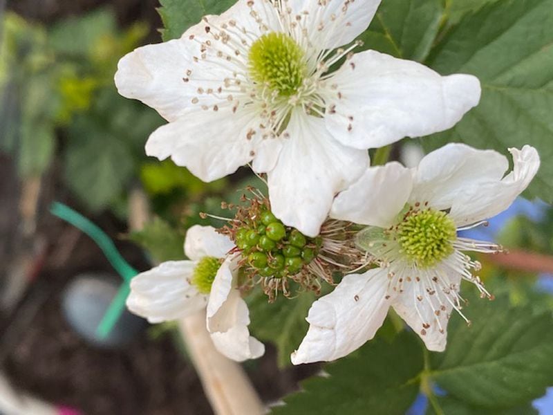 "I have a vegetable garden growing on my 34th floor condo balcony," wrote Adrienne Zinn in May 2020. "The fruits of my labor are beginning to take shape." She shared this photo of blackberries in bloom.