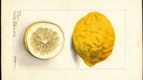 Watercolors showing fruit that was introduced to America by David Fairchild were commissioned by the U.S. Department of Agriculture between 1899 and 1919. Pictured: Corsican Limon, 1899. (Handout)
