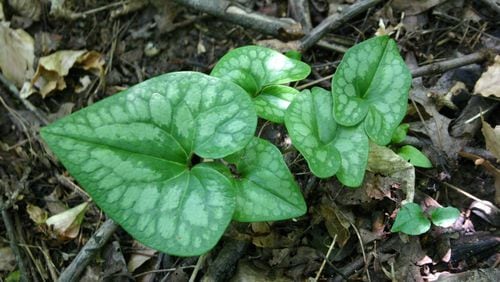 Heart-shaped wild ginger leaves cover pig-shaped flowers below. CONTRIBUTED BY WALTER REEVES