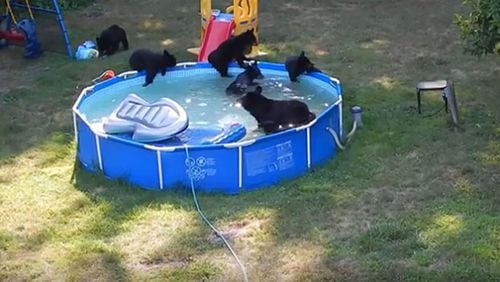 he Basso family of Rockaway Township, New Jersey, discovered the bear family frolicking in the pool and playing with toys. Tim Basso / via YouTube