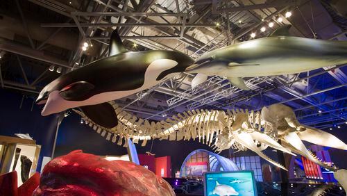 The skeletons of a male and female sperm whale and models of other marine life are among the highlights of the new Fernbank Museum of Natural History exhibit, "Whales: Giants of the Deep."