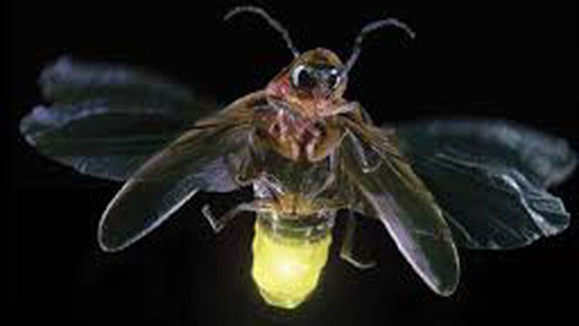 Each species of fireflies have their own Morse code using their blink to talk to other fireflies, mainly to find a mate. Judy Barrett/For American-Statesman