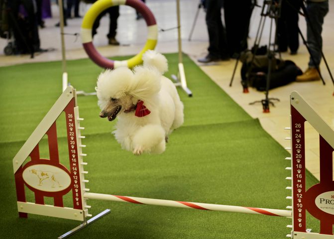 Mixed breeds at Westminster Kennel Club