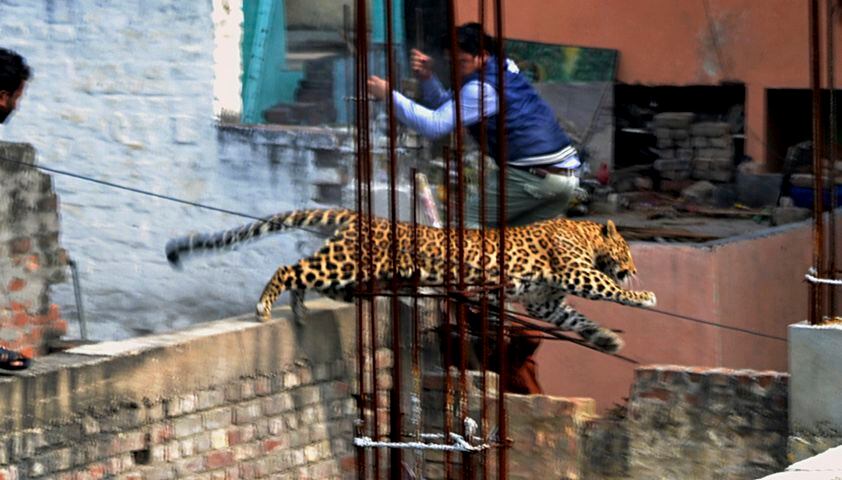 APTOPIX India Leopard Scare