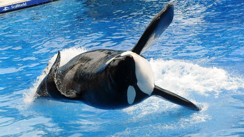 Killer whale 'Tilikum' appears during its performance in its show 'Believe' at Sea World on March 30, 2011 in Orlando, Florida. 'Tilikum' is back to public performance March 30, the first time since the six-ton whale has performed since killing trainer 40-year-old trainer Dawn Brancheau at the marine park on February 24 2010, after Sea World Parks & Entertainment president Jim Atchinson signed off on the decision this week. (Photo by Gerardo Mora/Getty Images)