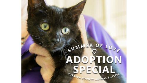 Pet adoption fees will be waived through Sept. 8 as part of the Forsyth County Animal Shelter’s “Summer of Love” promotion. FORSYTH COUNTY