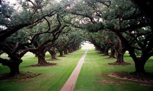 Tours of Louisiana swamps and plantations