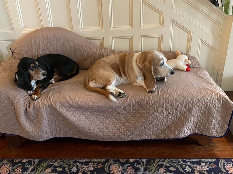 Harley, left, and Molly are the Basset Hounds who call former Atlanta mayoral candidate Sharon Gay and her husband, Neil Schemm, their people.