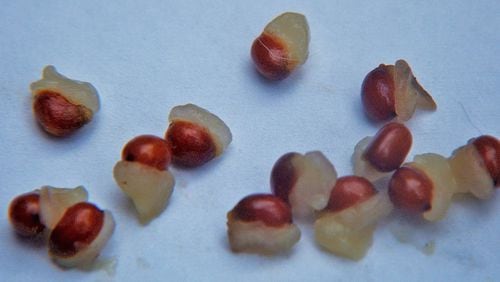 These trillium seeds have attachments called elaiosomes (white parts of seeds), which are rich in fats. The elaiosomes attract ants, which spread the trillium seeds and those of other early spring wildflowers that also contain elaiosomes. Douglas W. Jones/Wikipedia
