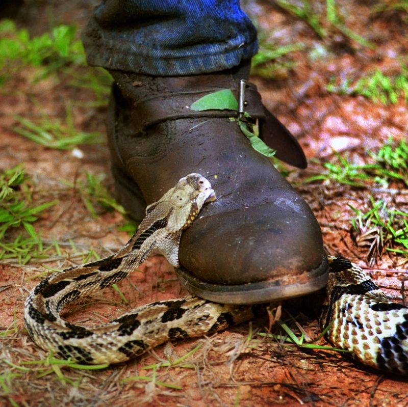 SPECIAL TO THE ATLANTA-JOURNAL-GAATJ--Whit Gibbons tests the short temper of a Canebrake Rattle Snake that sinks it's fangs into his protective boots after Gibbons lightly stepped on the snake. (AP Photo/Stephen Morton).