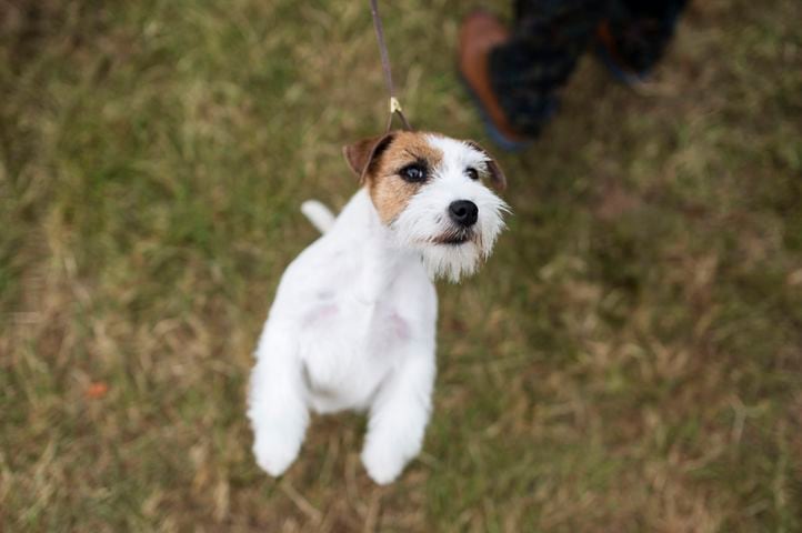 A Russell Terrier named Annie at the Westminster Kennel Club Dog Show, held at the Lyndhurst Mansion in Tarrytown, N.Y., on Sunday, June 13, 2021. (Karsten Moran/The New York Times)