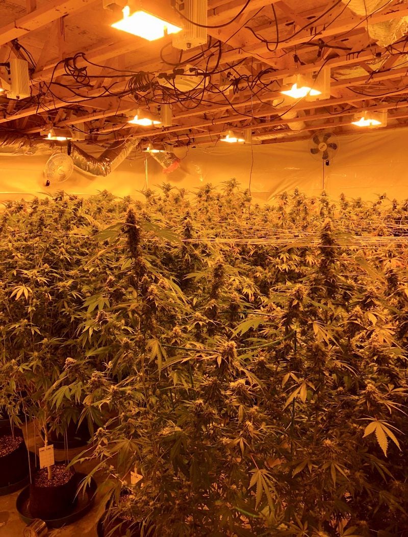 Authorities said 287 marijuana plants were found in the home. (Credit: Cherokee County Sheriff's Office)