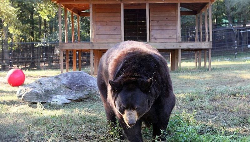 Baloo the Bear is pictured at Noah's Ark Animal Sanctuary.