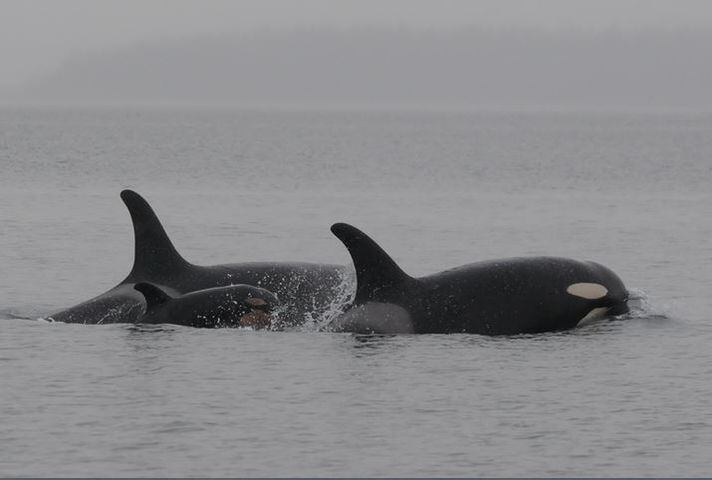 New J pod baby orca