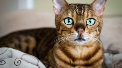 10 weird facts about cats (International Cat Day, Aug. 8)