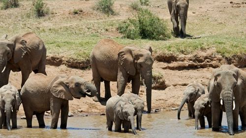 Elephants grazing in Kenya.
