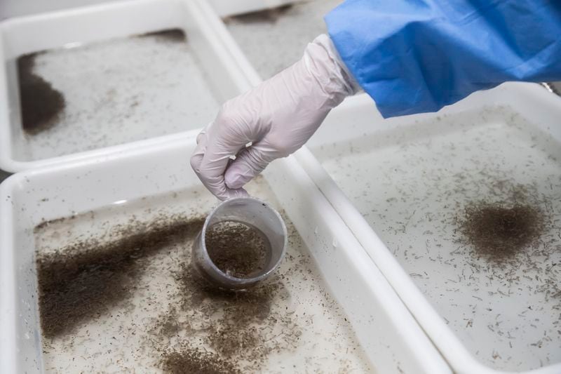 A lab technician separates pupae and larvae from mosquitoes that carry the dengue-blocking bacteria "wolbachia," bred at the Oswaldo Cruz Foundation bio-factory in Rio de Janeiro, Brazil, Tuesday, Feb. 27, 2024. The bacteria prevents the development of the dengue virus within mosquitoes and helps reduce the spread of dengue. (AP Photo/Bruna Prado)