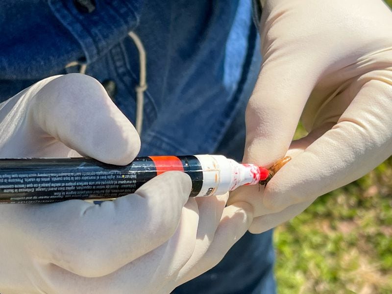 Virginia Webb marks a queen bee with a red dot from a paint pen so she can be easily found and protected through the honey production process. 