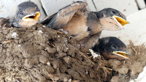 As one of their parents approaches with an insect or other food tidbit, these barn swallow nestlings start “begging” for the morsel from the parent. How songbird parents decide which nestling gets the food is a question that has intrigued scientists. CHARLES SEABROOK