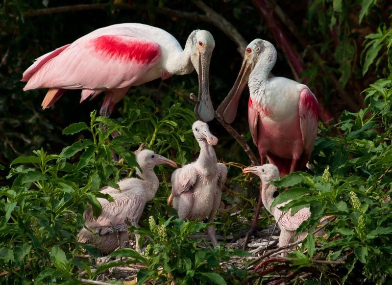 With an area of over 230 square miles, Florida’s Ten Thousand Islands is one of the world’s largest mangrove swamps. Much of its initial area was reduced by development, which led to mangrove conservation laws. Florida mangroves are home to 181 bird species, including the roseate spoonbill. CONTRIBUTED BY WWW.AUDUBON.ORG