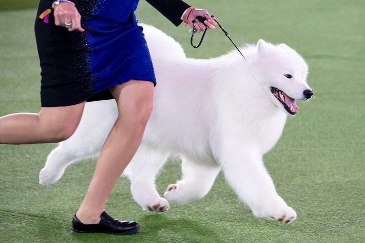 Striker, a Samoyed, wins the working group at the Westminster Kennel Club Dog Show, held at the Lyndhurst Mansion in Tarrytown, N.Y., on Sunday, June 13, 2021. (Karsten Moran/The New York Times)