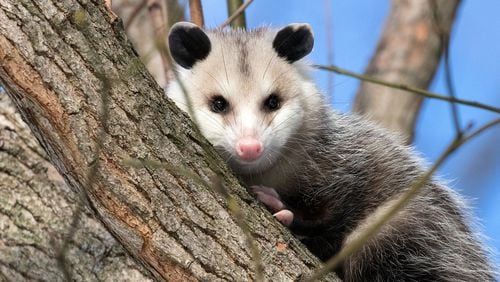An opossum, similar to one found in a family's home in rural Ohio, perches in a tree. Opossums are mostly nocturnal animals that eat everything from  insects, frogs and birds to snakes and fruits.