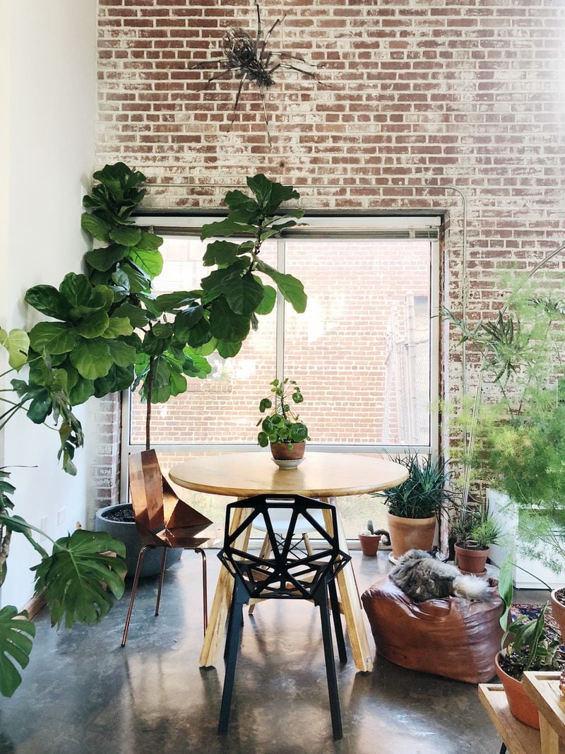 Varying plant form and texture is key for successfully decorating with houseplants. Courtesy of Daniel Stabler/The Victorian Atlanta