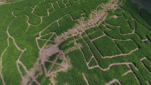 Two brothers say someone vandalized their corn maze in Dawsonville just three weeks before it was scheduled to open.