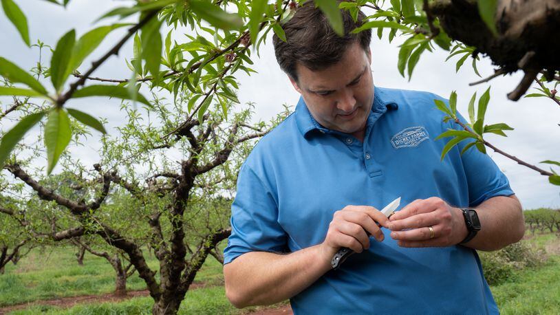 Lee Dickey, co-owner of Dickey Farms in Musella, cuts open a peach blossom to check its health in one of the farm’s groves on Tuesday, Mar. 28, 2023. Dickey estimates that he will lose half of the peach crop due to freezing temperatures earlier this month. Ben Gray for the Atlanta Journal-Constitution
