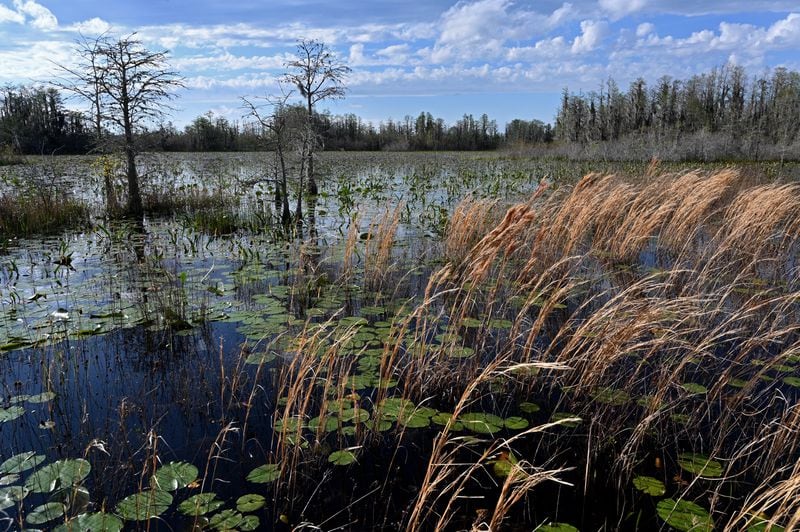 Picture shows the Okefenokee Swamp covered with waterlilies, neverwet, pipewort, ferns, maidencane, and a variety of sedges and grasses on Monday, Mar. 18, 2024. (Hyosub Shin / Hyosub.Shin@ajc.com)