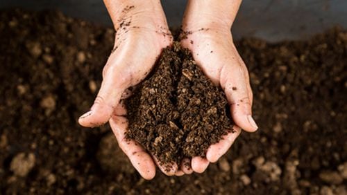 Peat moss and mulch do not perform the same functions. Peat moss may have a place as a component of potting mix used in containers. (Dreamstime/TNS)