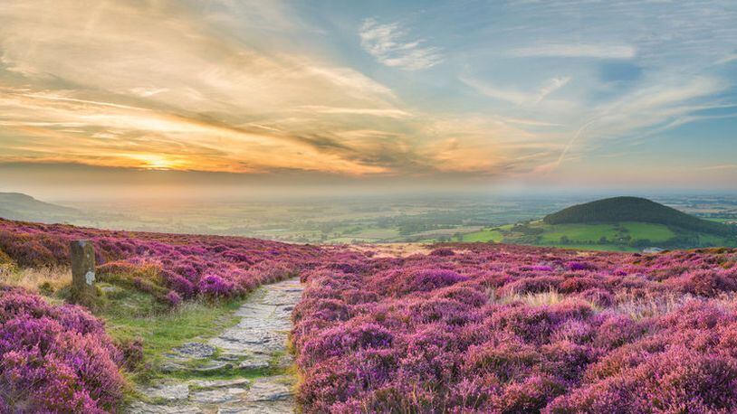 Purple heather blankets the moors which Emily Bronte used as a setting for “Wuthering Heights.” (Thomas Heaton/Visit England/TNS)