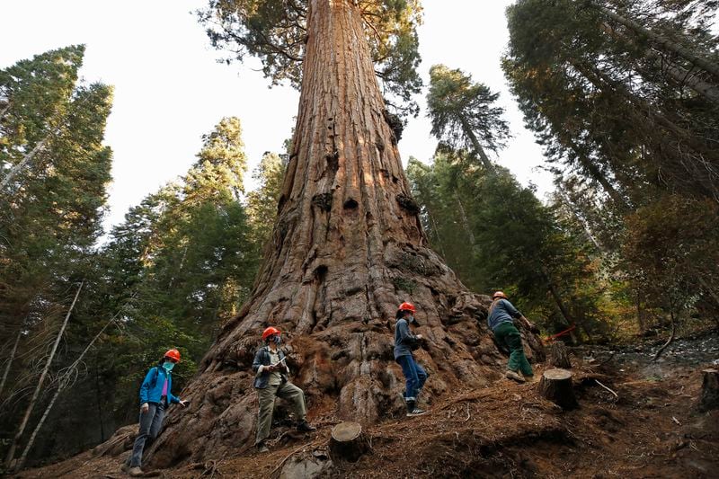 The base of the 3,000-year-old Stagg Tree, the fifth-largest giant sequoia on record which is as tall as a 25-story building and wider than a two-lane road. Giant sequoia groves are found on the western slopes of the Sierra Nevada, the only place on the planet they naturally grow. 