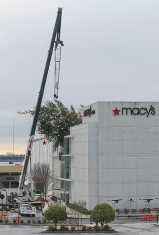 mall tree fall