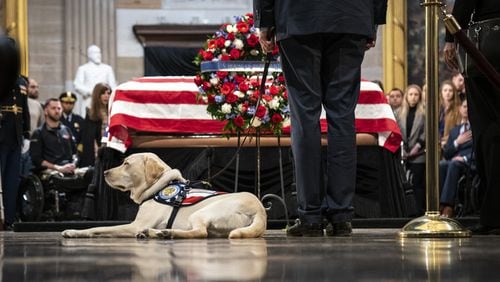 Sully, a yellow Labrador service dog for former President George H.W. Bush, sits near Bush’s casket as he lies in state at the U.S. Capitol on Dec. 4, 2018, in Washington. DREW ANGERER / GETTY IMAGES
