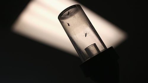 Mosquitoes caught for testing await shipment to a lab. (Credit: John Moore / Getty Images)