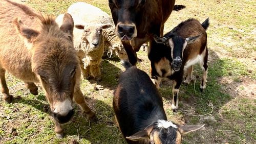 Pamelot’s farm animals (L-R: Fraunky Donkey, lambs Fig and Olive, miniature cow Daisy, Pedro the ‘naughty’ goat and in front, Poppy the goat). Look for their labels on Painted Horse Winery wines.
