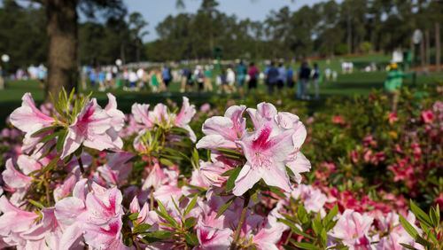 Azalea bushes are shown as patrons cross over the eighth fairway during the practice round of the 2024 Masters Tournament at Augusta National Golf Club, Wednesday, April 10, 2024, in Augusta, Ga. (Jason Getz / jason.getz@ajc.com)